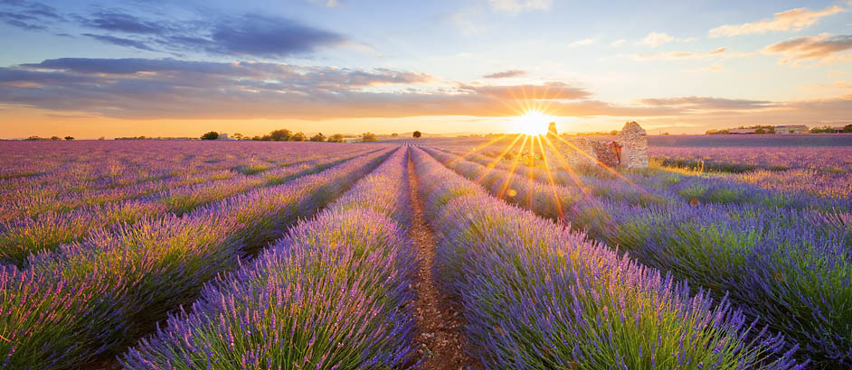 Lavendelfeld im Sonnenuntergang