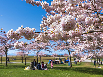 Blühende Kirschbäume in einem Park